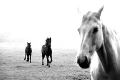 horses